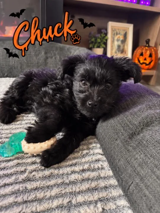 A young small-sized male Poodle dog named Chuck for adoption in North Bend, WA