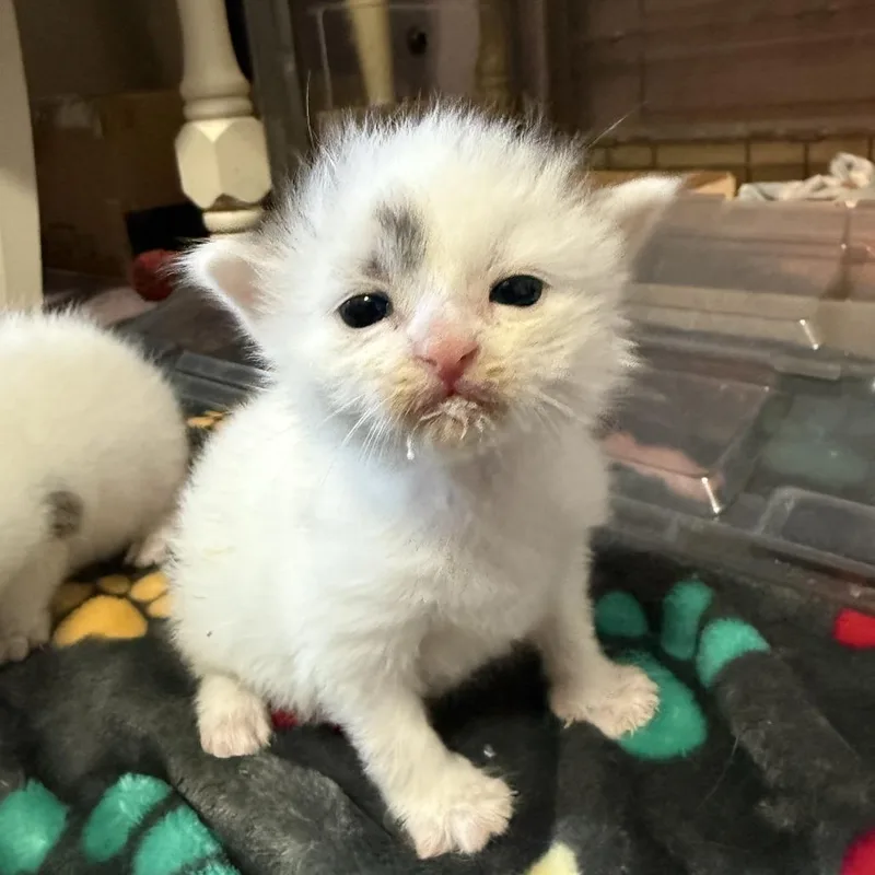 A baby small-sized male White Domestic Medium Hair cat named Wallaby Bowers for adoption in Woodstock, VA