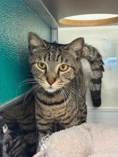 A young medium-sized male Domestic Short Hair cat named Nutter Butter for adoption in Naples, FL