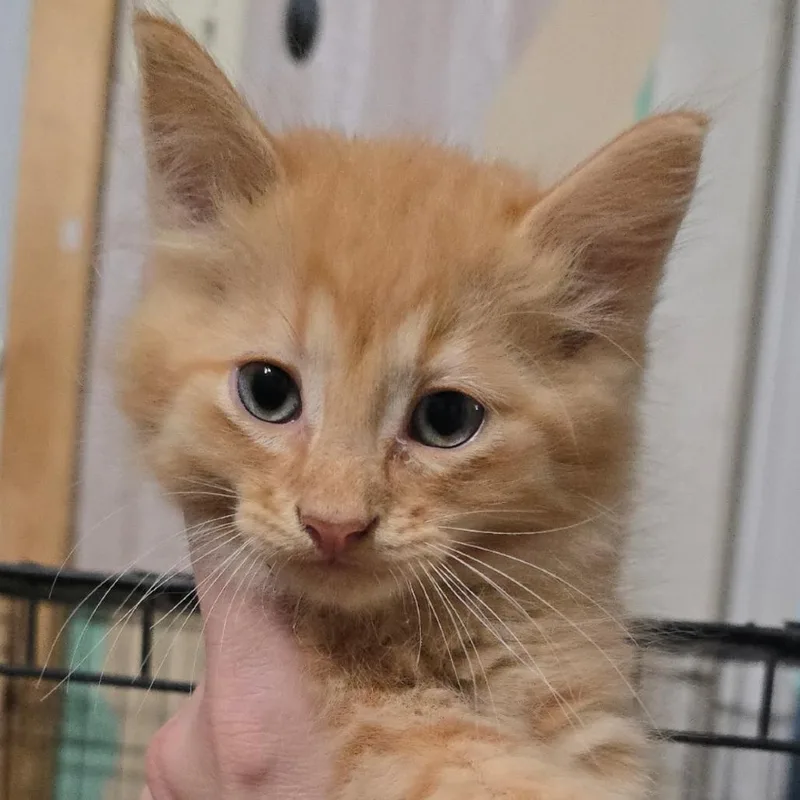 Edmond