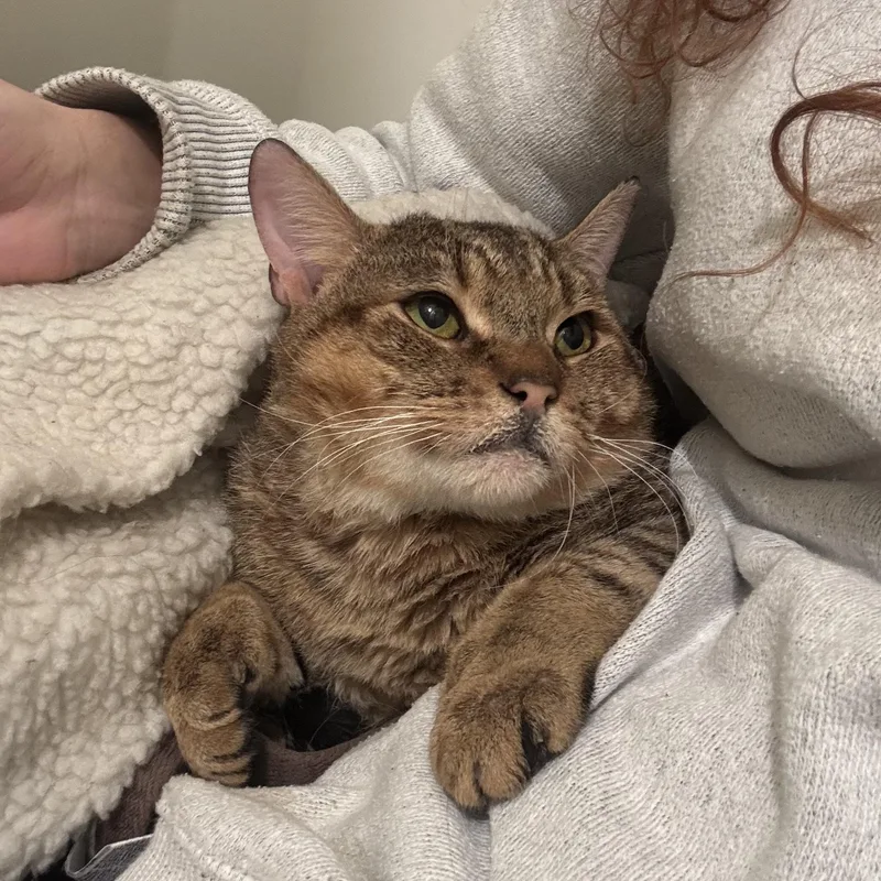A young medium-sized male Tabby (Tiger Striped) Extra-Toes Cat / Hemingway Polydactyl cat named Neufie for adoption in Miami, FL