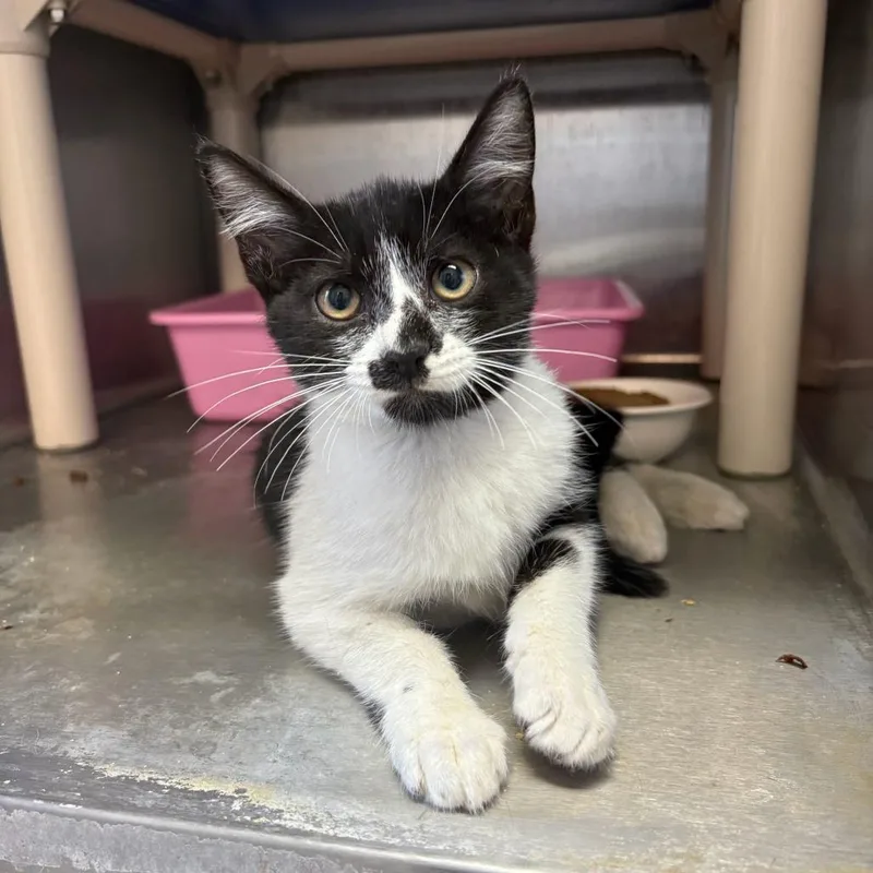 A baby small-sized male Black Domestic Short Hair cat named Wax On Wax Off for adoption in Carencro, LA