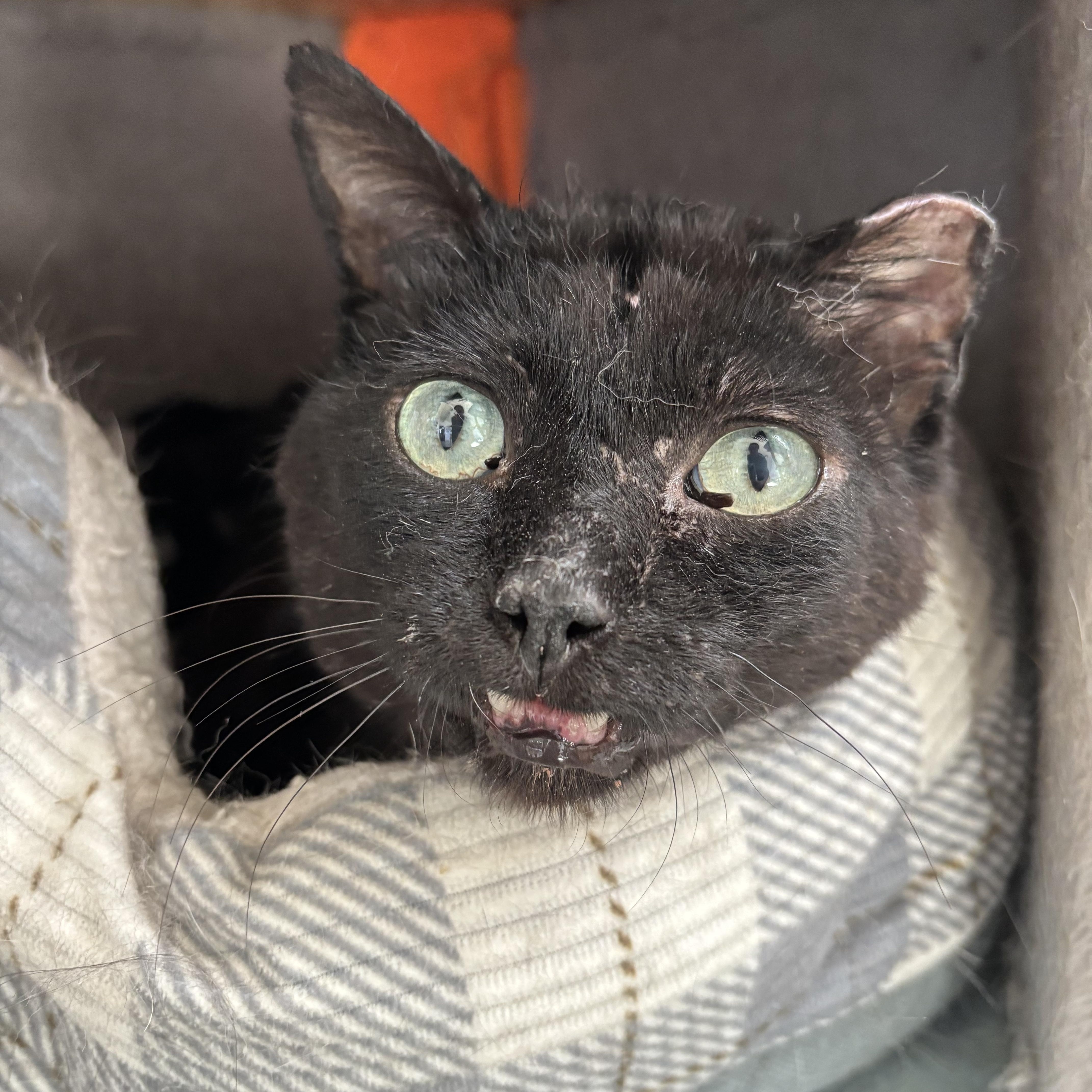 An adult large-sized male Black Domestic Short Hair cat named Douglas for adoption in Richland Center, WI