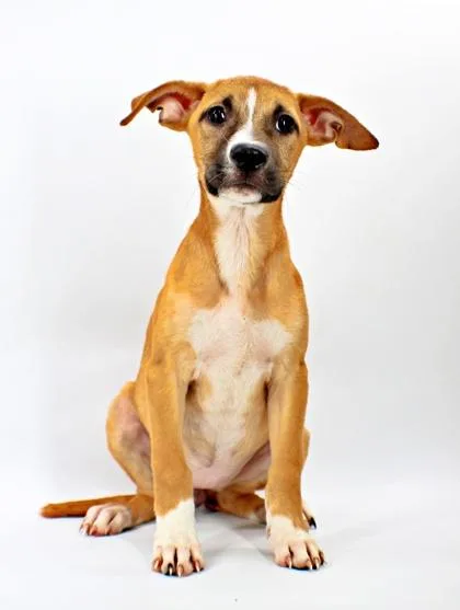 A baby large-sized female Labrador Retriever dog named Llama for adoption in Morton Grove, IL