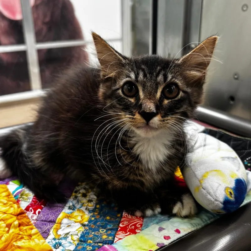 A baby small-sized male Brown / Chocolate Domestic Medium Hair cat named Cedric for adoption in Corpus Christi, TX