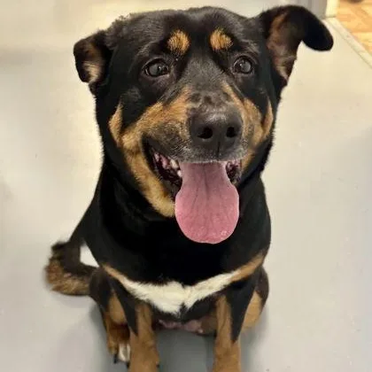 An adult medium-sized female Rottweiler dog named Ziggy for adoption in Worcester, MA