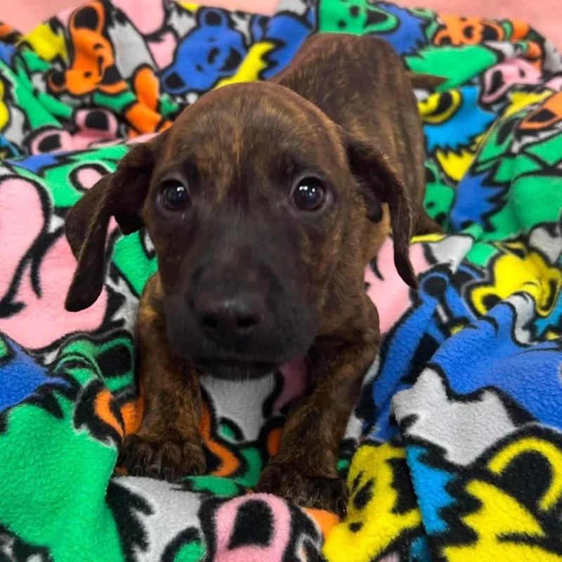 A baby medium-sized male Brindle Mixed Breed dog named Goose for adoption in Yaphank, NY