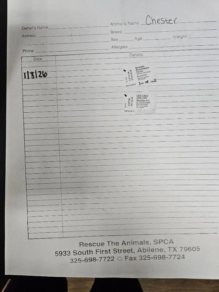 An adult large-sized male Australian Shepherd dog named Chester $ for adoption in Milwaukee, WI