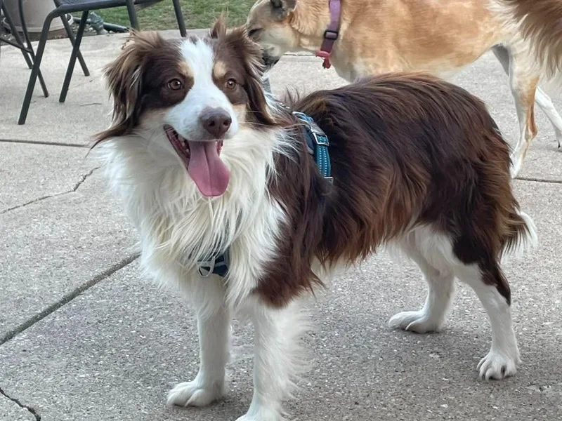 Chester $ thumbnail 3