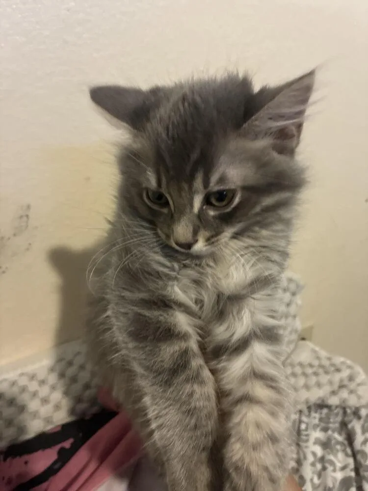 A baby small-sized male Gray / Blue / Silver Domestic Long Hair cat named Cody for adoption in Lancaster, CA