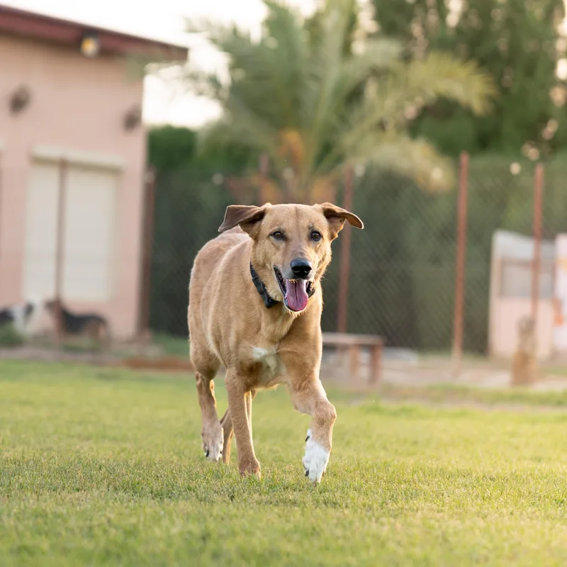 An adult medium-sized male Apricot / Beige Canaan Dog dog named Karma for adoption in New York, NY