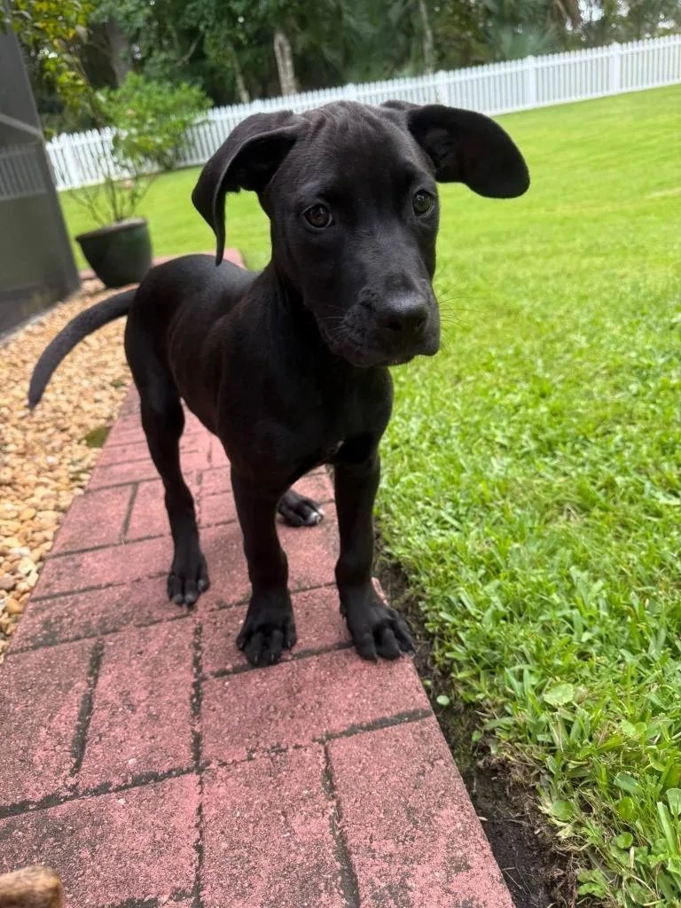 A baby large-sized male Labrador Retriever dog named Archer for adoption in Orlando, FL
