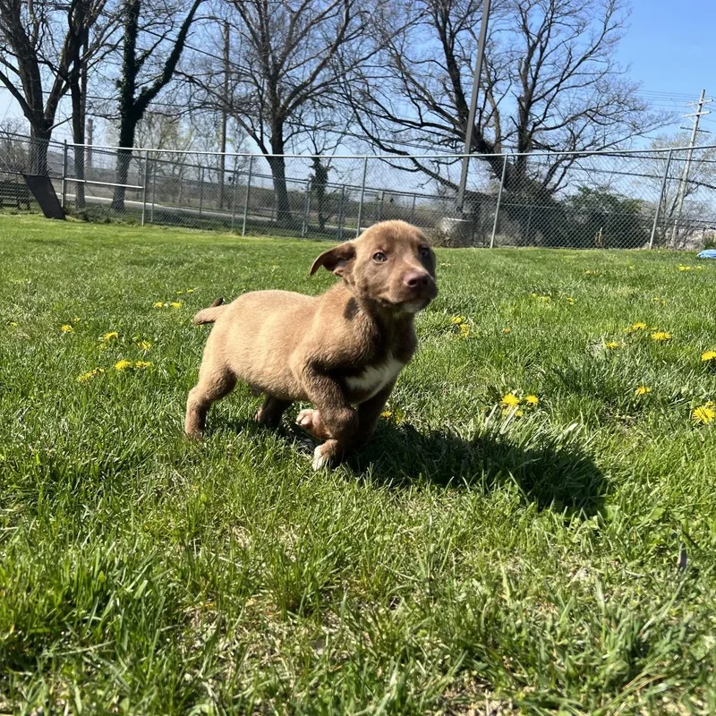 A baby medium-sized male Brown / Chocolate Labrador Retriever dog named Barley for adoption in Newark, DE