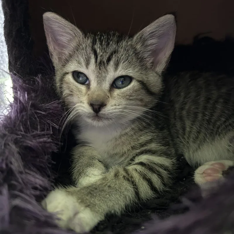 A baby small-sized female American Shorthair cat named Endive for adoption in Huntsville, AL