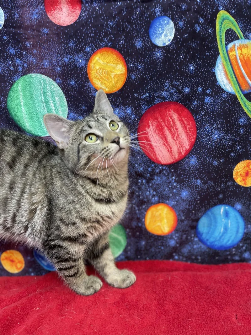 A young medium-sized female Tabby (Tiger Striped) Domestic Short Hair cat named Zora for adoption in Upper Sandusky, OH