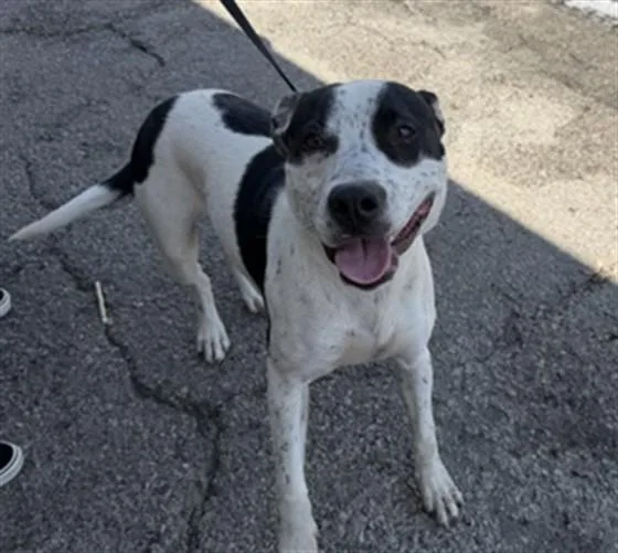 An adult medium-sized male Pit Bull Terrier dog named Boomer for adoption in San Bernardino, CA