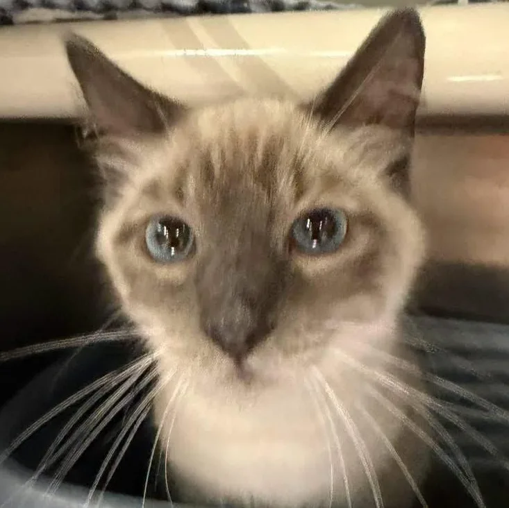 An adult medium-sized male Seal Point Siamese cat named Ducky for adoption in Wyandotte, MI
