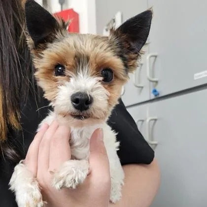An adult small-sized male Yorkshire Terrier dog named Guapo for adoption in Scotia, NY