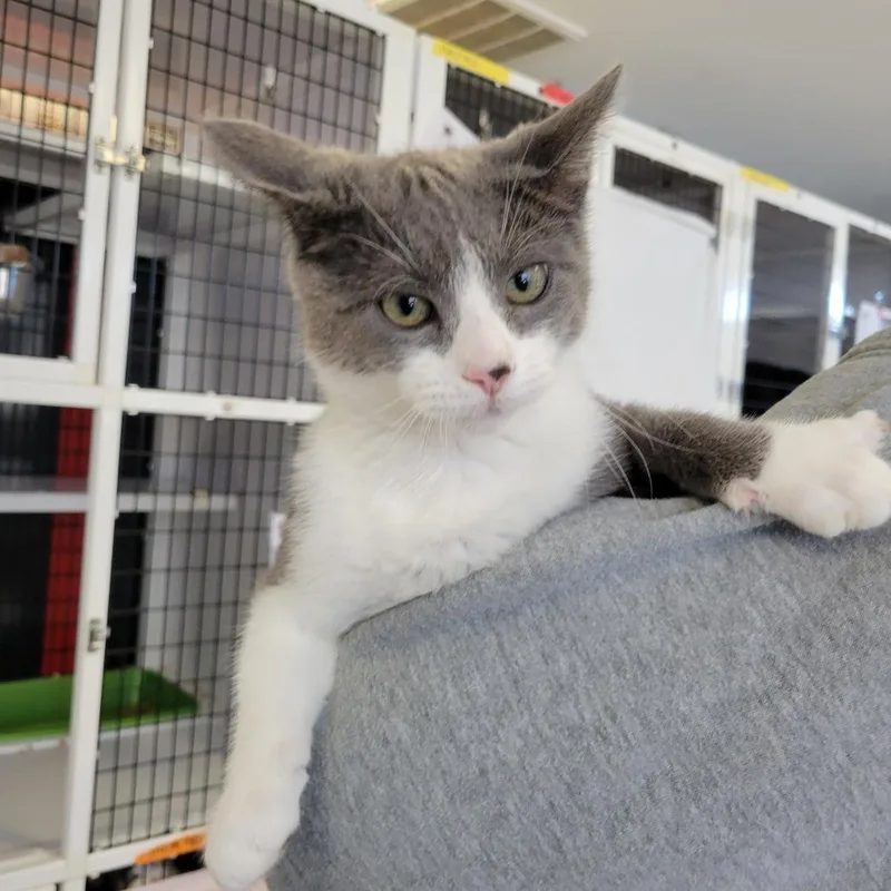 A baby small-sized male Gray / Blue / Silver Domestic Medium Hair cat named Ash for adoption in Ruckersville, VA