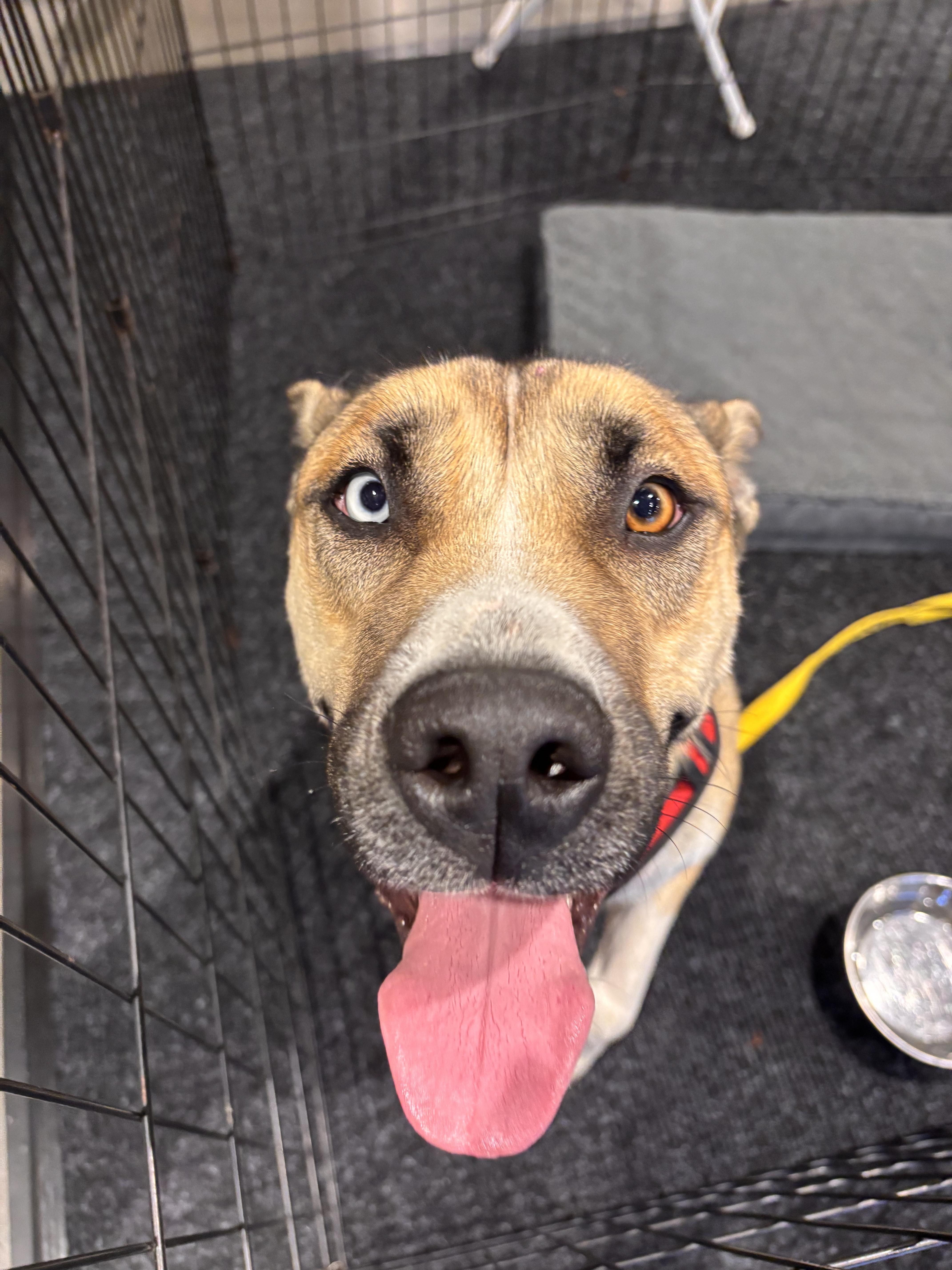 A young medium-sized female Yellow / Tan / Blond / Fawn Siberian Husky dog named Almond Ray of for adoption in Kirkland, WA