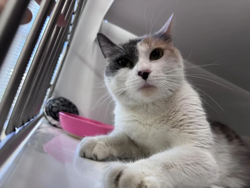 A young medium-sized female Domestic Short Hair cat named Nonnie for adoption in Saint Paul, MN