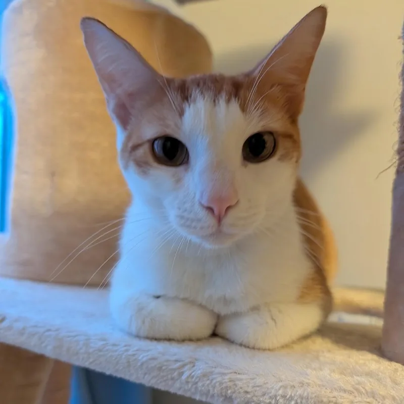 Francisco "cat & Dog