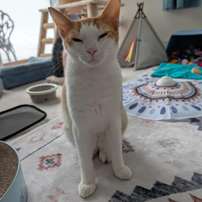 Francisco "cat & Dog thumbnail 2