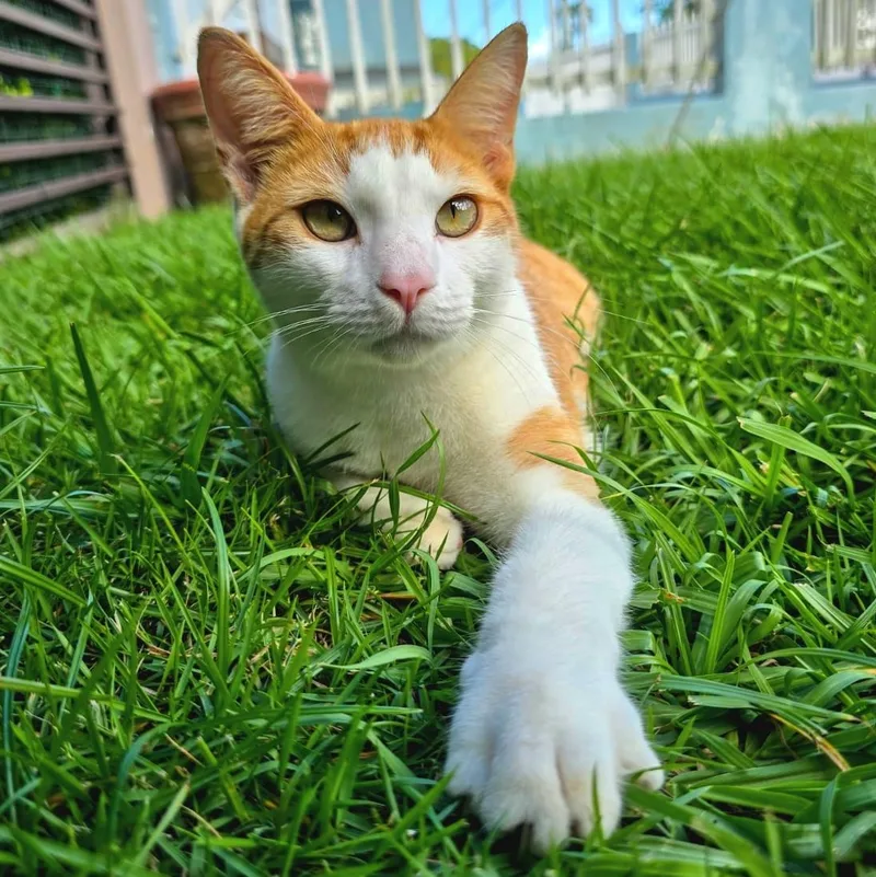 Francisco "cat & Dog thumbnail 3