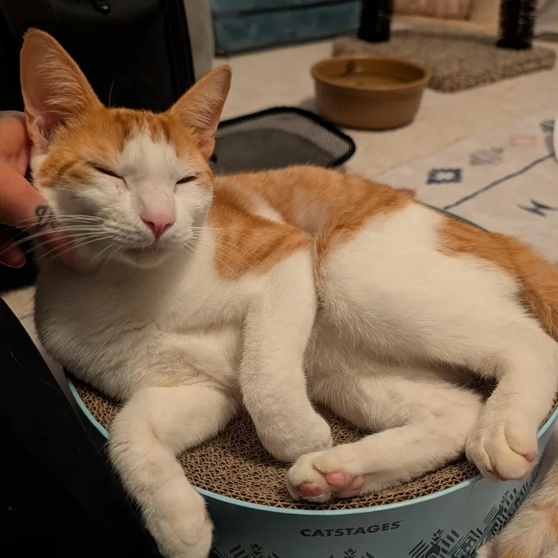 Francisco "cat & Dog thumbnail 4