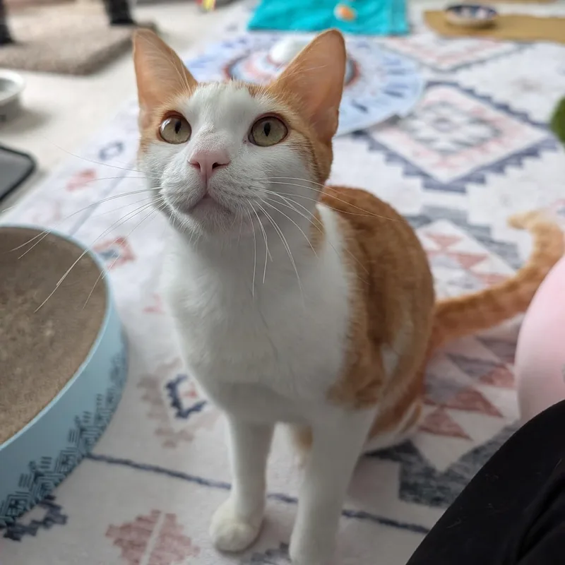 Francisco "cat & Dog thumbnail 5