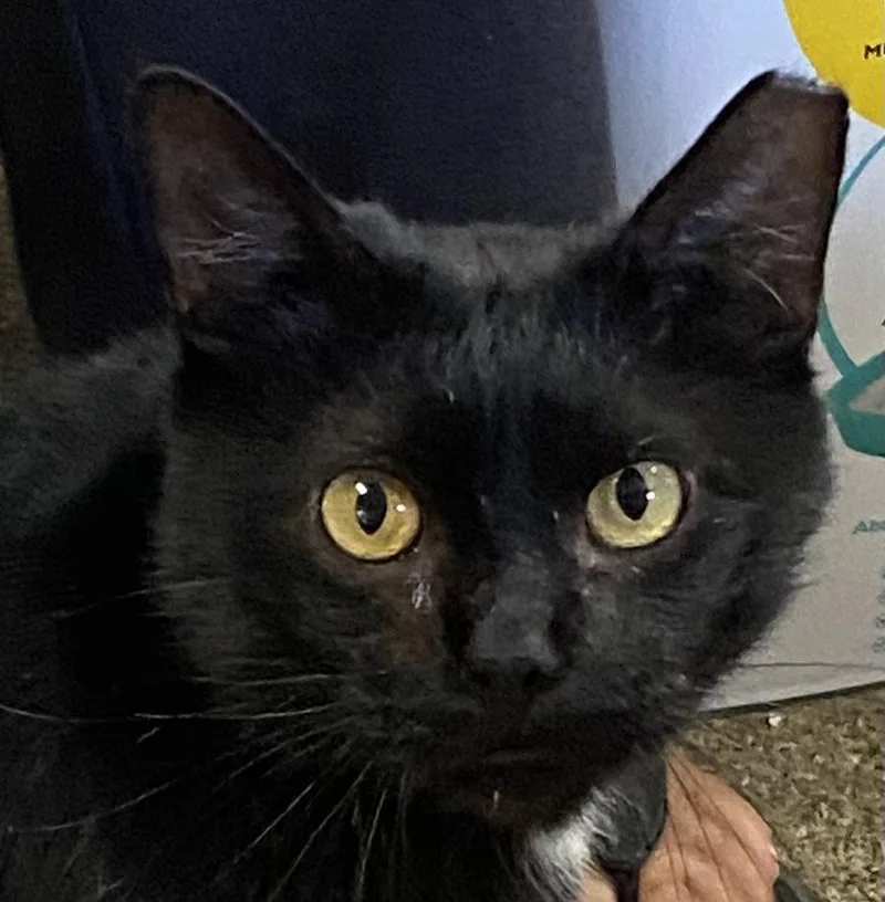 An adult medium-sized male Black Domestic Short Hair cat named Bob for adoption in Pensacola, FL