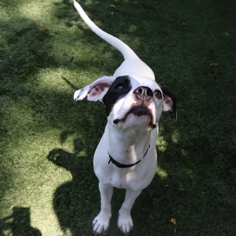 A young small-sized female White / Cream Mixed Breed dog named Quinn for adoption in Saint Charles, MO