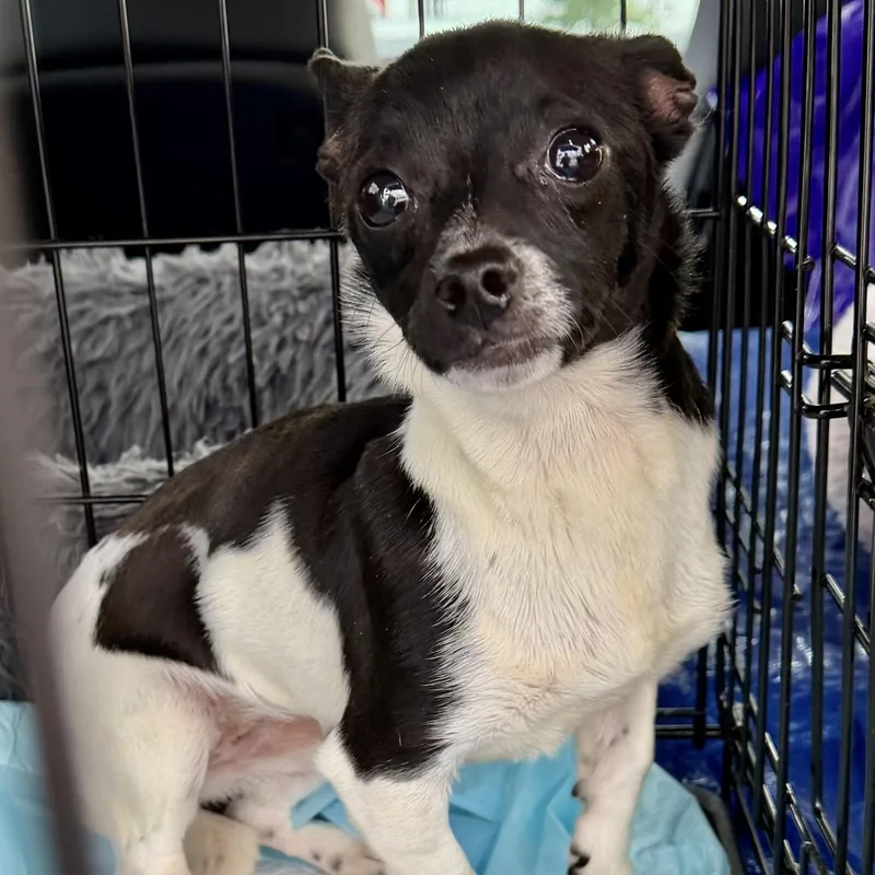 A baby small-sized female White / Cream Chihuahua dog named Onyx for adoption in Plano, TX