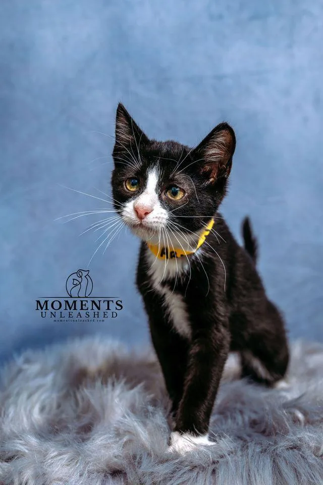 A baby small-sized male Black & White / Tuxedo Domestic Short Hair cat named Armani for adoption in Myakka City, FL