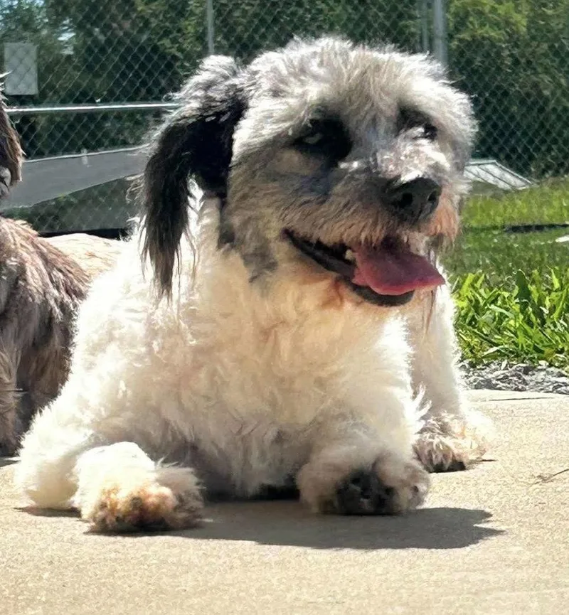 An adult small-sized female Havanese dog named Roxi for adoption in Steeleville, IL