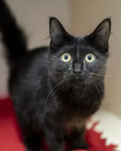 A baby medium-sized male Domestic Medium Hair cat named Turner for adoption in Pequot Lakes, MN