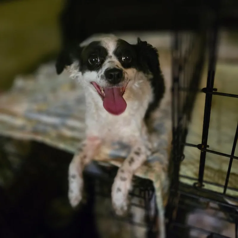 An adult small-sized female Papillon dog named Coco for adoption in Hinesville, GA