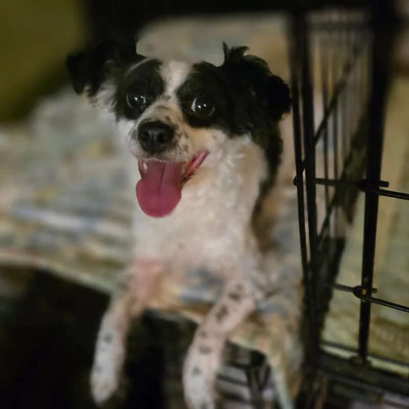 Coco thumbnail 2