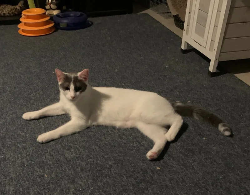 Jules Aka Bandit thumbnail 2