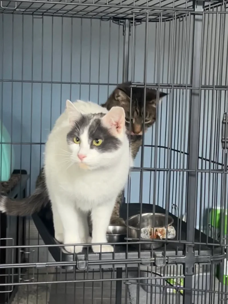 Jules Aka Bandit thumbnail 3