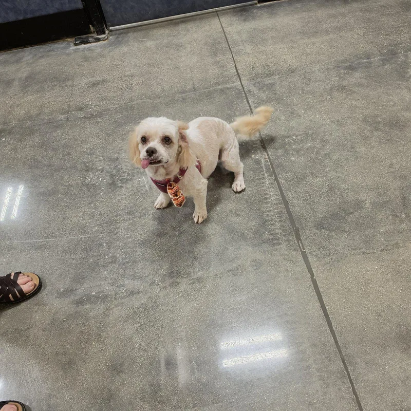 An adult medium-sized female Cockapoo dog named Luna for adoption in Boynton Beach, FL