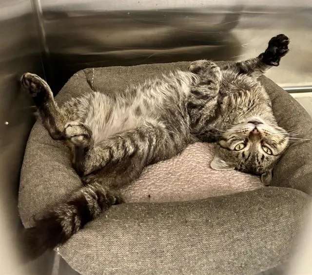 A young medium-sized male Domestic Short Hair cat named Caleb for adoption in Kalamazoo, MI