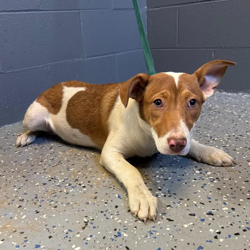 A baby medium-sized female Brown / Chocolate Collie dog named Tuscstray___ for adoption in Tuscaloosa, AL
