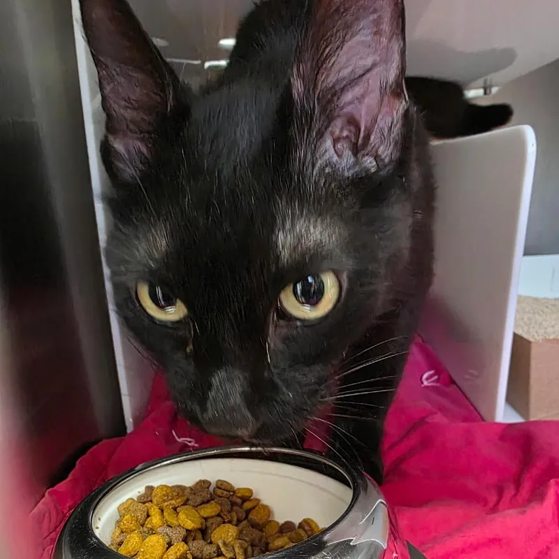 A senior medium-sized male Black Domestic Short Hair cat named Keith for adoption in Eureka Springs, AR