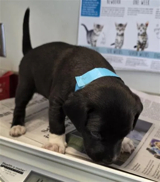 A baby small-sized male American Staffordshire Terrier dog named Lumière for adoption in San Antonio, TX