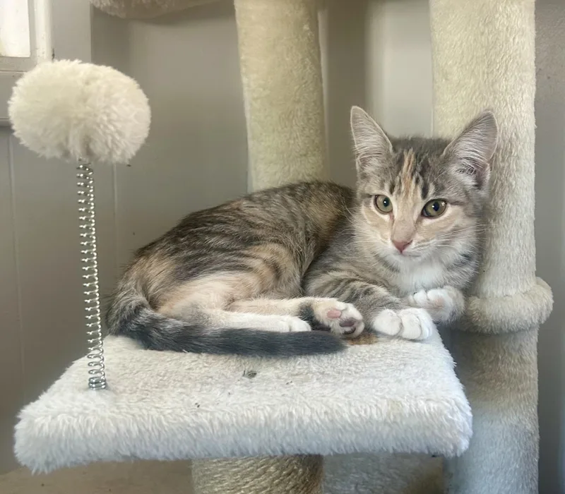 A baby small-sized female Calico Domestic Short Hair cat named The Spice Group for adoption in Prescott, AZ