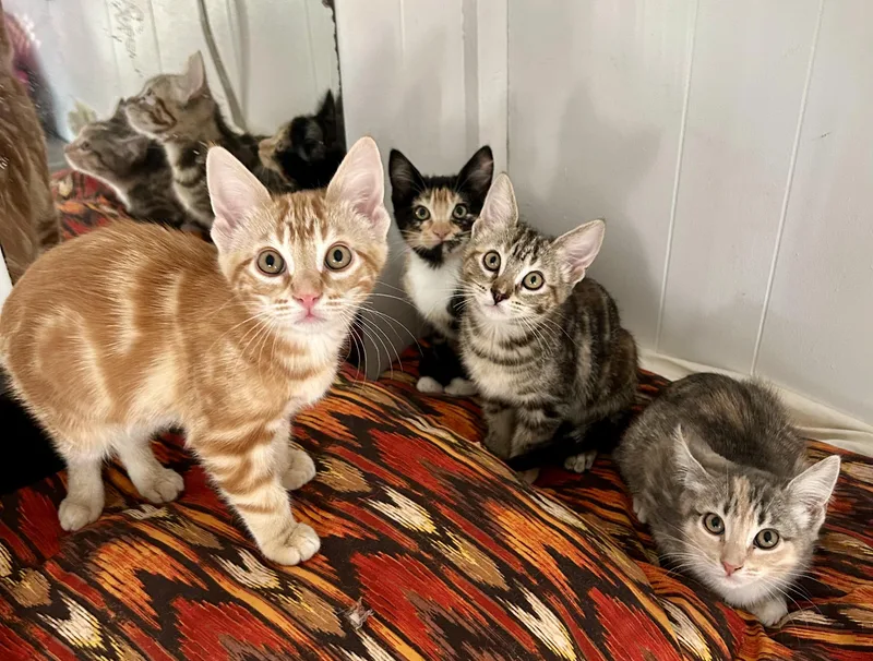 The Spice Group thumbnail 3