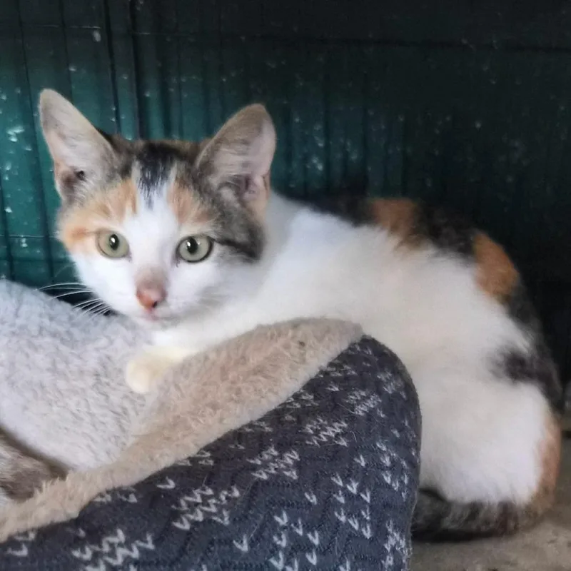 A baby small-sized female Calico Domestic Short Hair cat named Ruby Myers for adoption in Woodstock, VA