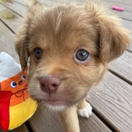 A baby small-sized male Spaniel dog named Chili for adoption in Brockport, NY