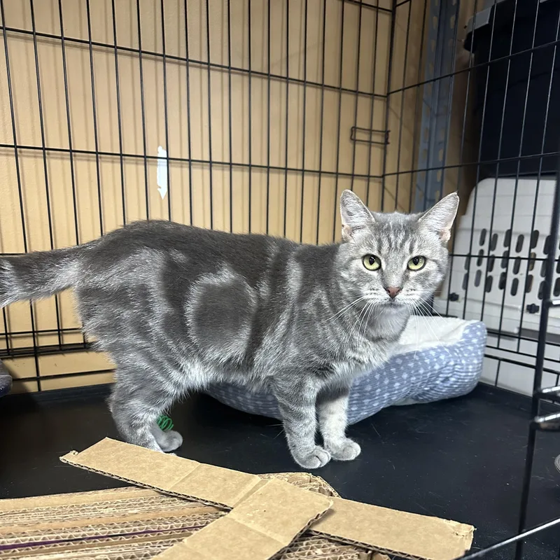A young large-sized female Domestic Short Hair cat named Tabitha for adoption in Pleasantville, NJ
